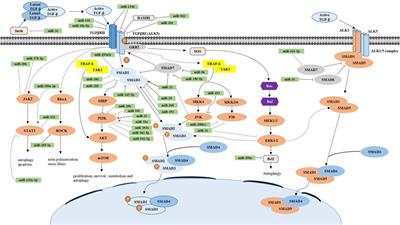 MicroRNAs in Transforming Growth Factor-Beta Signaling Pathway Associated With Fibrosis Involving Different Systems of the Human Body